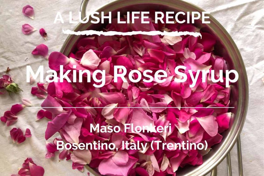 Rose Syrup, Maso Flonkeri, Trentino, Italy - for site